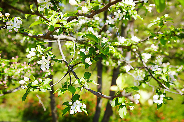 포토 JPG 나무 식물 자연 꽃나무 풍경 사람없음 야외 사과꽃 국내포토 꽃 생태계 파일형식