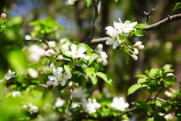 포토 JPG 나무 식물 꽃 분홍색 자연 꽃나무 풍경 사람없음 야외 나뭇가지 사과꽃 국내포토 컬러 생태계 파일형식