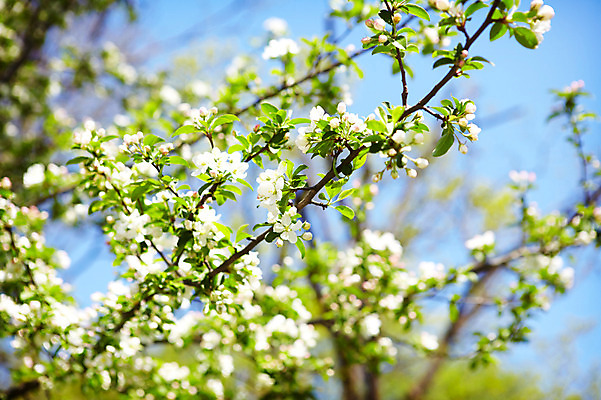 포토 JPG 나무 식물 꽃 자연 꽃나무 풍경 사람없음 야외 나뭇가지 사과꽃 국내포토 생태계 파일형식