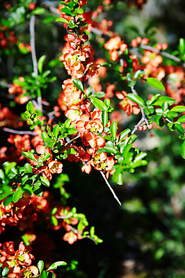 포토 JPG 식물 꽃 자연 풍경 사람없음 야외 나뭇가지 명자꽃 명자나무 국내포토 나무 생태계 파일형식