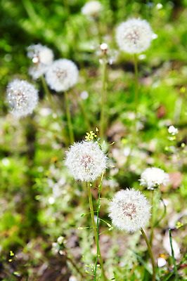 포토 JPG 식물 자연 씨앗 풍경 사람없음 야외 풀 민들레 민들레홀씨 솜털 국내포토 꽃 생태계 파일형식