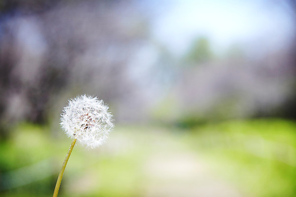 포토 JPG 식물 자연 씨앗 풍경 사람없음 야외 풀 민들레 민들레홀씨 솜털 국내포토 꽃 생태계 파일형식