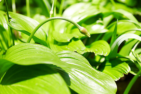 포토 JPG 식물 줄기 자연 풍경 사람없음 야외 초록색 산마늘 국내포토 컬러 채소 생태계 파일형식