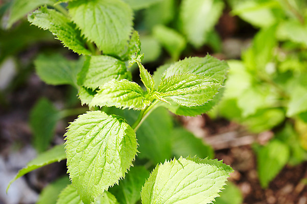 포토 JPG 식물 잎 자연 풍경 사람없음 야외 초록색 풀 영아자 국내포토 컬러 채소 생태계 파일형식