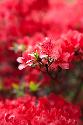 포토 JPG 식물 꽃 꽃밭 자연 풍경 야외 빨간색 봄풍경 철쭉 국내포토 컬러 봄 생태계 파일형식