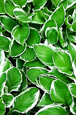 포토 JPG 식물 계절 백그라운드 꽃밭 자연 나뭇잎 풍경 사람없음 야외 초록색 봄풍경 봄 국내포토 꽃 컬러 잎 생태계 파일형식