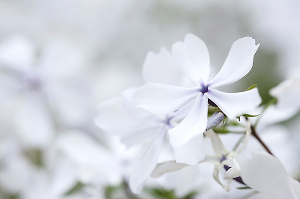 포토 JPG 식물 계절 꽃 꽃밭 자연 풍경 사람없음 야외 봄풍경 봄 블루퍼펙션 플록스 국내포토 생태계 파일형식