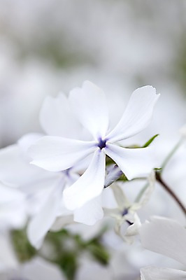 포토 JPG 식물 계절 꽃 자연 풍경 사람없음 야외 봄풍경 봄 블루퍼펙션 플록스 국내포토 생태계 파일형식