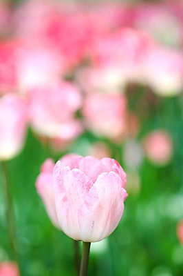 포토 JPG 식물 계절 꽃 분홍색 꽃밭 자연 풍경 사람없음 야외 봄풍경 봄 튤립 국내포토 컬러 생태계 파일형식