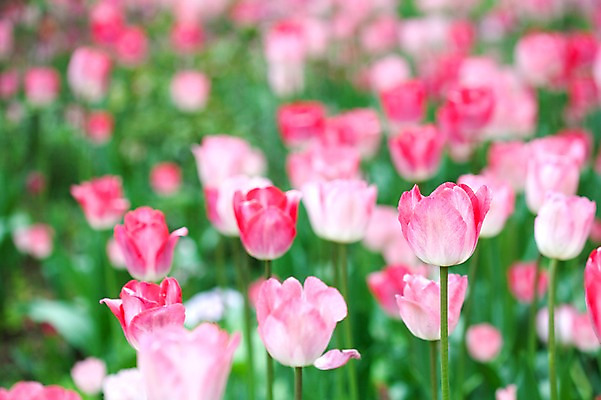 포토 JPG 식물 계절 꽃 분홍색 꽃밭 자연 풍경 사람없음 야외 봄풍경 봄 튤립 국내포토 컬러 생태계 파일형식