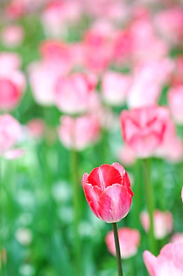 포토 JPG 식물 계절 꽃 분홍색 꽃밭 자연 풍경 사람없음 야외 봄풍경 봄 튤립 국내포토 컬러 생태계 파일형식