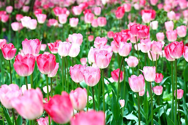 포토 JPG 식물 계절 꽃 분홍색 꽃밭 자연 풍경 사람없음 야외 봄풍경 봄 튤립 국내포토 컬러 생태계 파일형식
