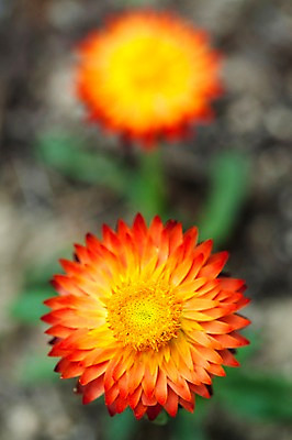 포토 JPG 식물 계절 꽃 자연 국화 풍경 사람없음 야외 주황색 봄풍경 봄 아스터 국내포토 컬러 생태계 파일형식