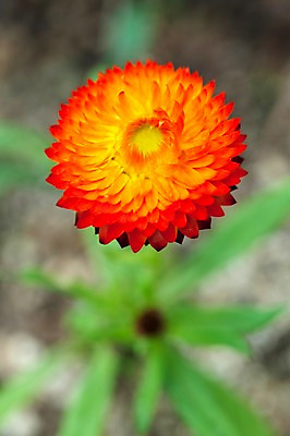 포토 JPG 식물 계절 꽃 자연 국화 풍경 사람없음 야외 주황색 봄풍경 봄 아스터 국내포토 컬러 생태계 파일형식