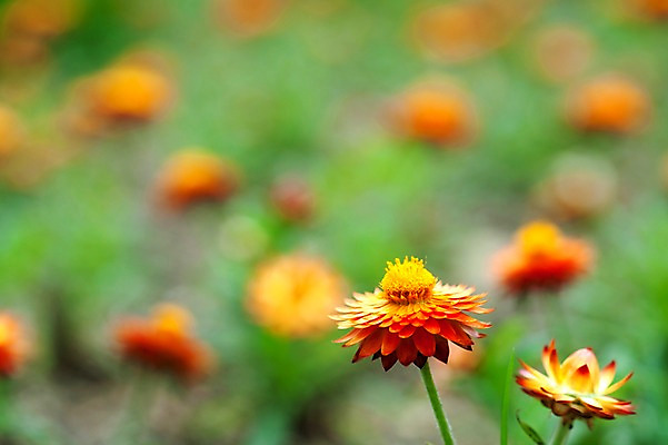 포토 JPG 식물 계절 꽃 꽃밭 자연 국화 풍경 사람없음 야외 주황색 봄풍경 봄 아스터 국내포토 컬러 생태계 파일형식