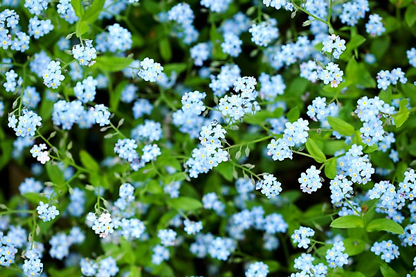 포토 JPG 식물 계절 꽃 하늘색 꽃밭 자연 풍경 사람없음 야외 봄풍경 봄 국내포토 파란색 생태계 파일형식
