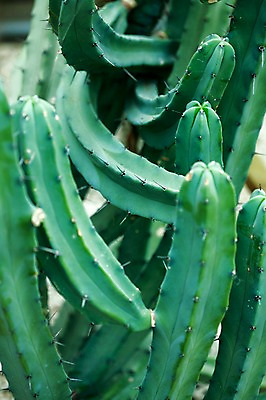 포토 JPG 식물 계절 꽃 자연 선인장 풍경 사람없음 야외 초록색 봄풍경 봄 가시 용신목 국내포토 컬러 생태계 파일형식