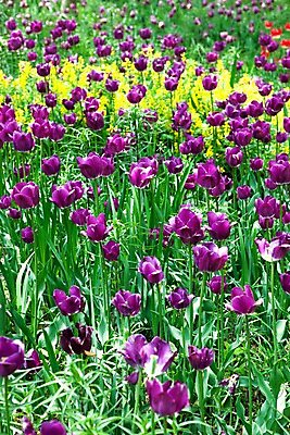 포토 JPG 식물 계절 꽃 꽃밭 자연 풍경 사람없음 야외 봄풍경 봄 튤립 국내포토 생태계 파일형식