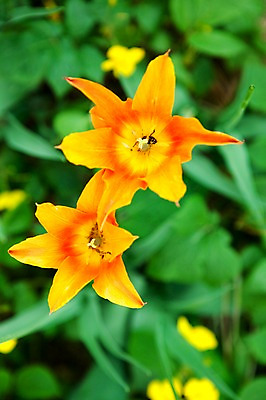 포토 JPG 식물 계절 꽃 꽃밭 자연 풍경 사람없음 야외 주황색 봄풍경 봄 튤립 발레리나튤립 국내포토 컬러 생태계 파일형식