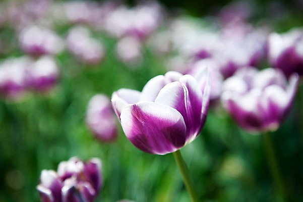 포토 JPG 식물 계절 꽃 꽃밭 자연 풍경 사람없음 야외 봄풍경 봄 튤립 국내포토 생태계 파일형식