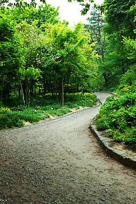 포토 JPG 나무 식물 계절 길 자연 풍경 사람없음 야외 봄풍경 봄 숲 가로수 국내포토 생태계 파일형식