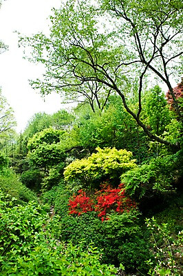 포토 JPG 나무 식물 계절 자연 풍경 사람없음 야외 봄풍경 봄 풀 숲 국내포토 생태계 파일형식