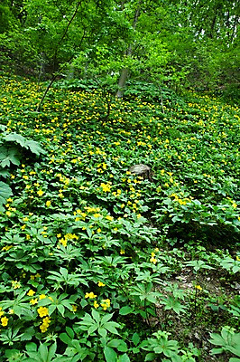 포토 JPG 나무 식물 계절 꽃 꽃밭 자연 풍경 사람없음 야외 봄풍경 봄 숲 국내포토 생태계 파일형식
