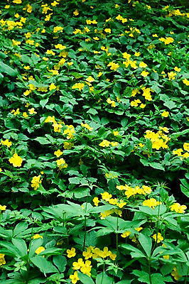 포토 JPG 나무 식물 계절 꽃 꽃밭 자연 풍경 사람없음 야외 노란색 봄풍경 봄 숲 매미꽃 국내포토 컬러 생태계 파일형식