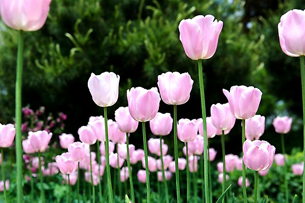 포토 JPG 식물 계절 꽃 분홍색 꽃밭 자연 풍경 사람없음 야외 봄풍경 봄 튤립 국내포토 컬러 생태계 파일형식