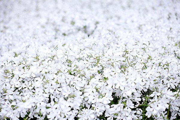 포토 JPG 식물 계절 꽃 꽃밭 자연 풍경 사람없음 야외 봄풍경 봄 꽃고비 블루퍼펙션 플록스 국내포토 생태계 파일형식