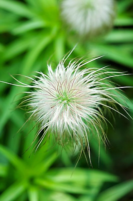 포토 JPG 식물 계절 꽃 자연 풍경 사람없음 야외 봄풍경 봄 할미꽃 국내포토 생태계 파일형식