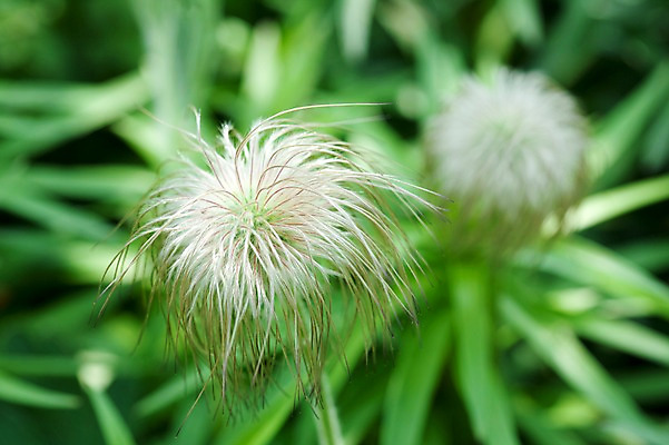 포토 JPG 식물 계절 꽃 자연 풍경 사람없음 야외 봄풍경 봄 할미꽃 국내포토 생태계 파일형식