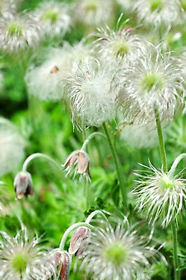 포토 JPG 식물 계절 꽃 꽃밭 자연 풍경 사람없음 야외 봄풍경 봄 할미꽃 국내포토 생태계 파일형식