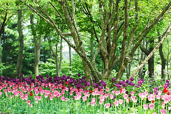 포토 JPG 나무 식물 계절 꽃 분홍색 꽃밭 자연 풍경 사람없음 야외 봄풍경 봄 튤립 국내포토 컬러 생태계 파일형식