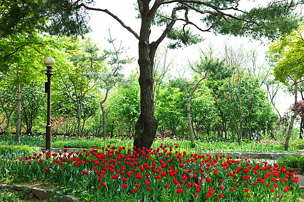 포토 JPG 나무 식물 계절 꽃 꽃밭 가로등 자연 풍경 사람없음 야외 빨간색 봄풍경 봄 튤립 국내포토 공공시설 컬러 생태계 파일형식