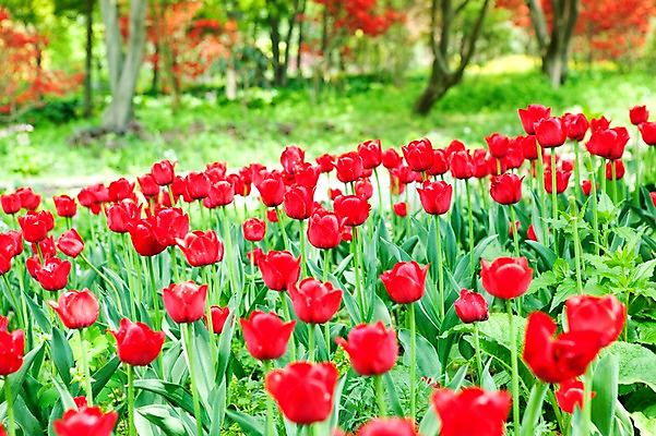 포토 JPG 식물 계절 꽃 꽃밭 자연 풍경 사람없음 야외 빨간색 봄풍경 봄 튤립 국내포토 컬러 생태계 파일형식