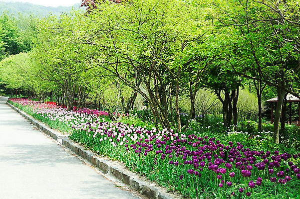 포토 JPG 나무 식물 계절 꽃 길 꽃밭 자연 풍경 사람없음 야외 봄풍경 봄 튤립 국내포토 생태계 파일형식