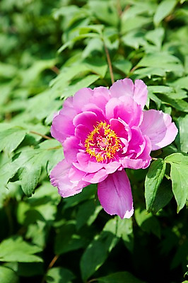 포토 JPG 식물 계절 꽃 분홍색 자연 풍경 사람없음 야외 봄풍경 봄 작약 국내포토 컬러 생태계 파일형식