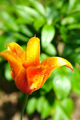 포토 JPG 식물 계절 꽃 자연 풍경 사람없음 야외 주황색 봄풍경 봄 튤립 물방울 발레리나튤립 국내포토 컬러 생태계 파일형식