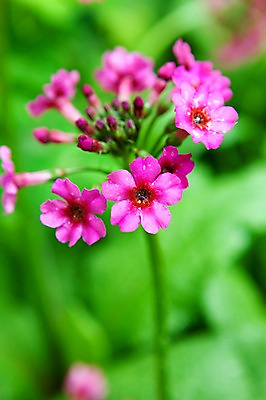 포토 JPG 식물 계절 꽃 분홍색 꽃밭 자연 풍경 사람없음 야외 봄풍경 봄 앵초 프리뮬러 국내포토 컬러 생태계 파일형식