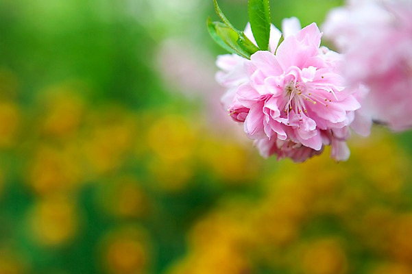 포토 JPG 식물 계절 꽃 분홍색 자연 풍경 사람없음 야외 봄풍경 봄 국내포토 컬러 생태계 파일형식