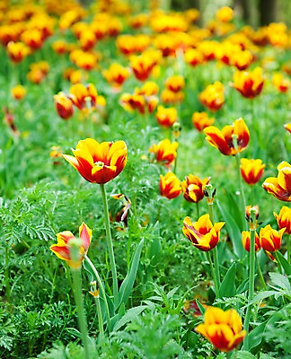 포토 JPG 식물 계절 꽃 꽃밭 자연 풍경 사람없음 야외 노란색 봄풍경 봄 튤립 자주색 국내포토 컬러 생태계 파일형식