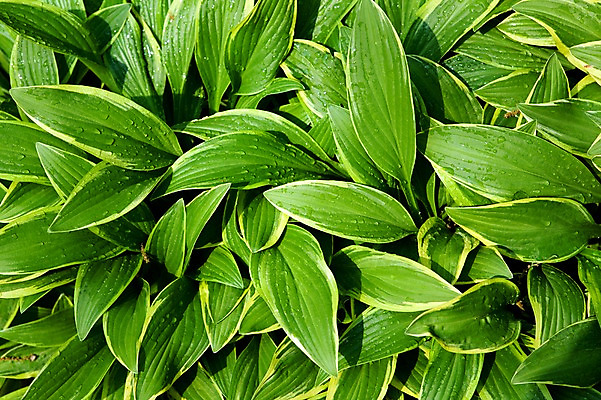 포토 JPG 식물 계절 배경화면 백그라운드 잎 자연 나뭇잎 풍경 사람없음 야외 초록색 봄풍경 봄 물방울 국내포토 컬러 생태계 파일형식