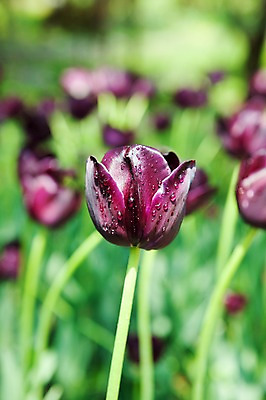 포토 JPG 식물 계절 꽃 꽃밭 자연 풍경 사람없음 야외 봄풍경 봄 튤립 국내포토 생태계 파일형식