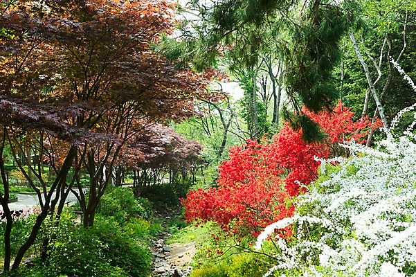 포토 JPG 나무 식물 계절 꽃 길 자연 풍경 사람없음 야외 계곡 봄풍경 봄 개울 숲 국내포토 강 생태계 파일형식
