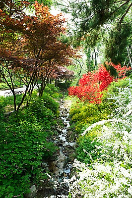 포토 JPG 나무 식물 계절 꽃 길 자연 풍경 사람없음 야외 계곡 봄풍경 봄 개울 숲 국내포토 강 생태계 파일형식
