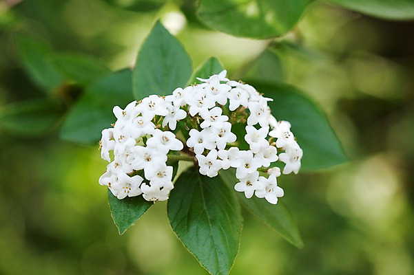 포토 JPG 식물 계절 꽃 자연 나뭇잎 꽃나무 풍경 사람없음 야외 봄풍경 봄 국내포토 나무 잎 생태계 파일형식