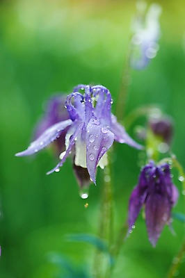 포토 JPG 식물 계절 꽃 꽃밭 자연 풍경 사람없음 야외 봄풍경 봄 물방울 매발톱꽃 국내포토 생태계 파일형식