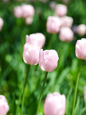 포토 JPG 식물 계절 꽃 분홍색 꽃밭 자연 풍경 사람없음 야외 봄풍경 봄 튤립 국내포토 컬러 생태계 파일형식