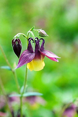 포토 JPG 식물 계절 꽃 자연 풍경 사람없음 야외 노란색 봄풍경 봄 매발톱꽃 국내포토 컬러 생태계 파일형식